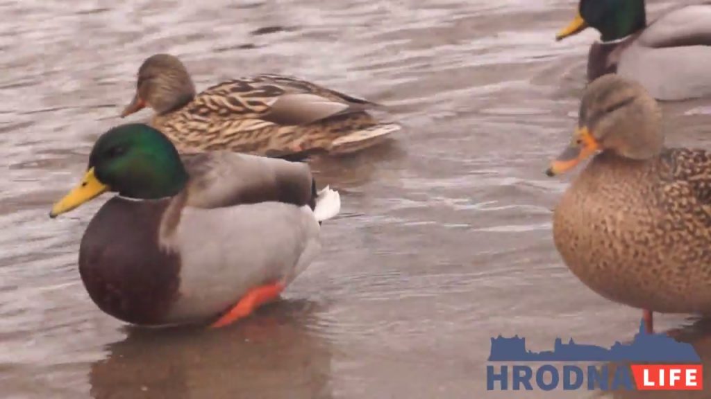Нужно ли кормить птиц в городе? Объясняет Дмитрий Винчевский