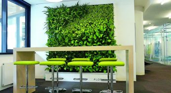 В гродненских офисах могут появиться стены, декорированные живым мхом