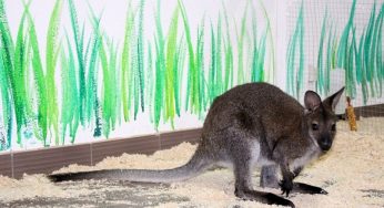 В Гродно открылся еще один контактный зоопарк. Там можно потрогать кенгуру