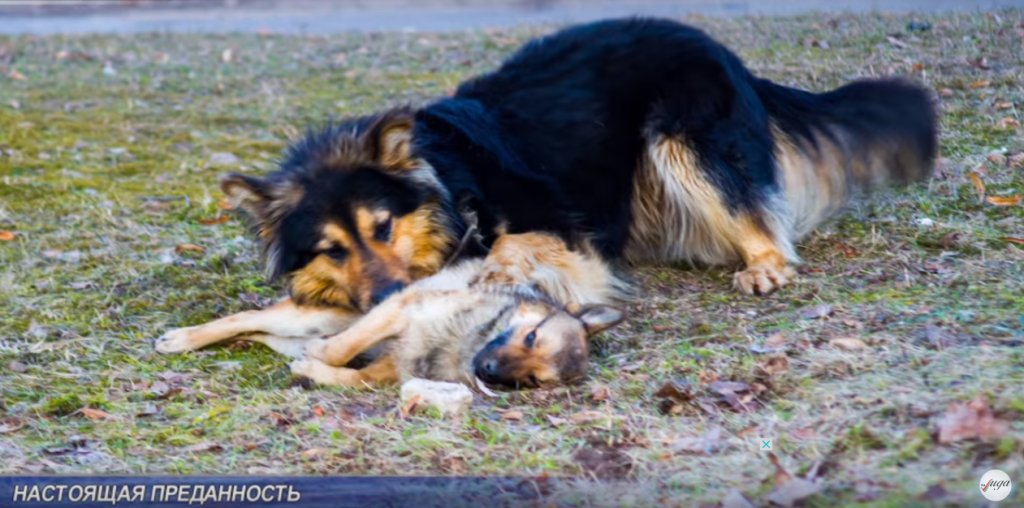 В Лиде пёс несколько суток пытался «реанимировать» погибшую собаку