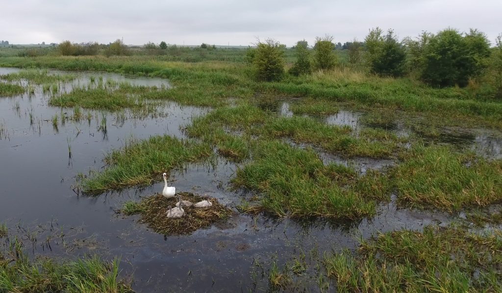 "Если за птицами, то вам - сюда". Как гродненский орнитолог посылает всех в болото (+ дрон-видео)
