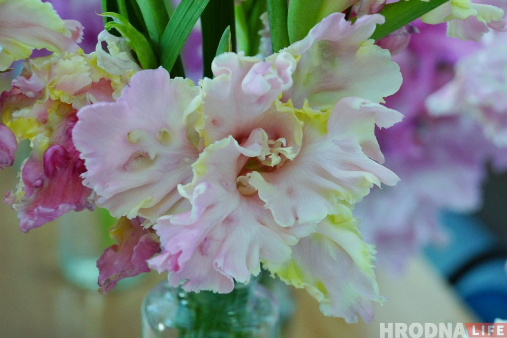 Выставка гладиолусов, которые нельзя не полюбить, проходит в Гродно