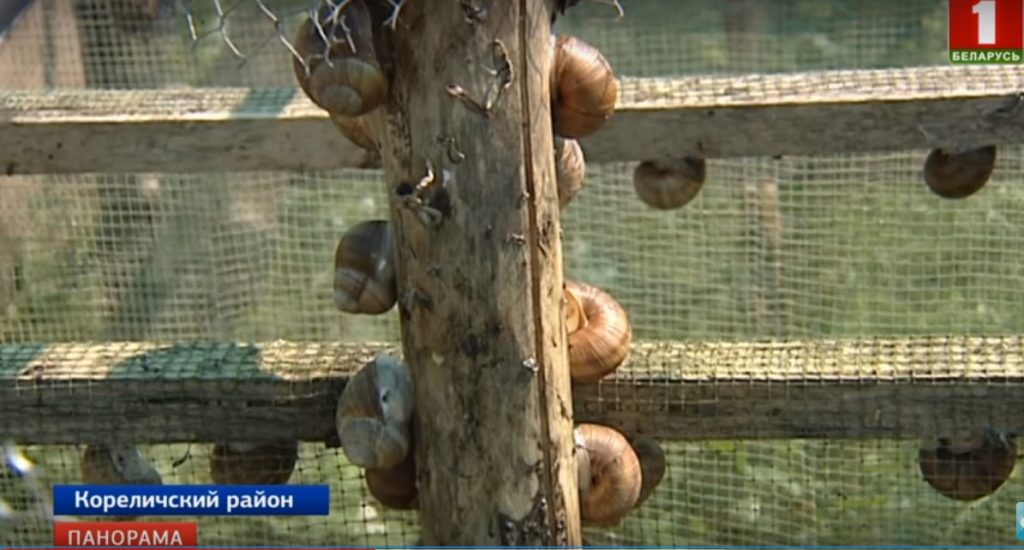 В Гродненской области готовят улиточную икру, которая дороже лососевой