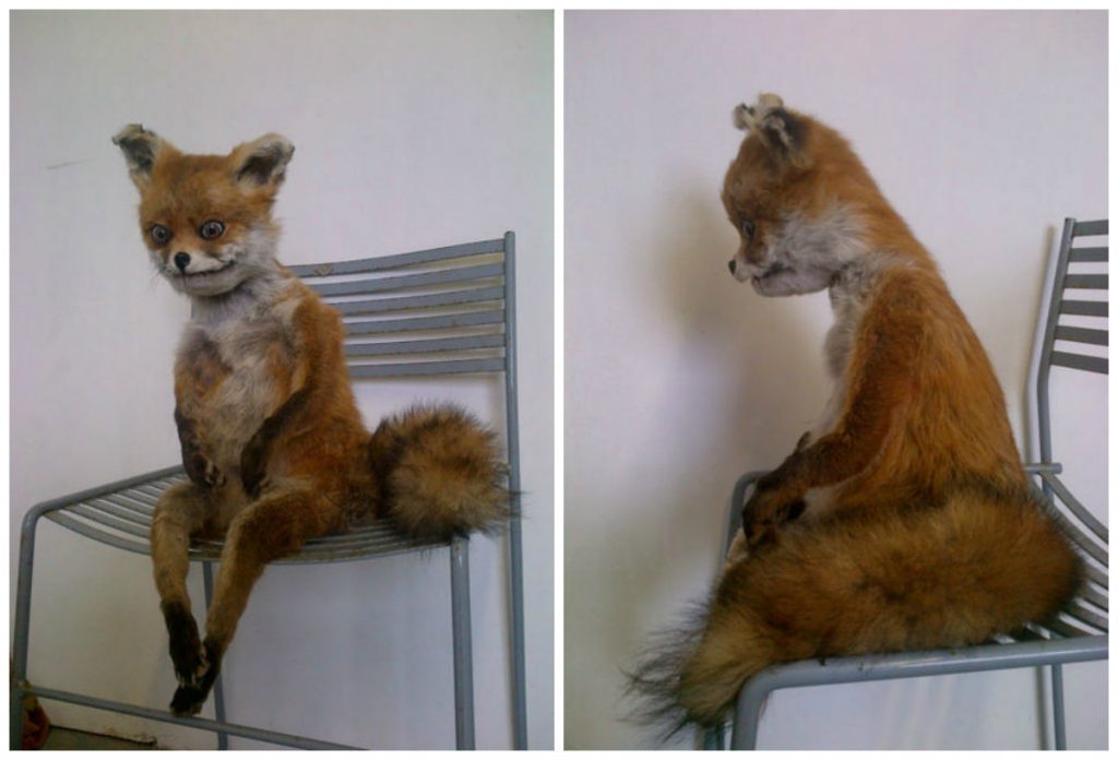 В Гродненском районе зарегистрирован очередной случай бешенства. Уже восьмой в этом году В Гродненском районе зарегистрирован очередной случай бешенства. Уже восьмой в этом году