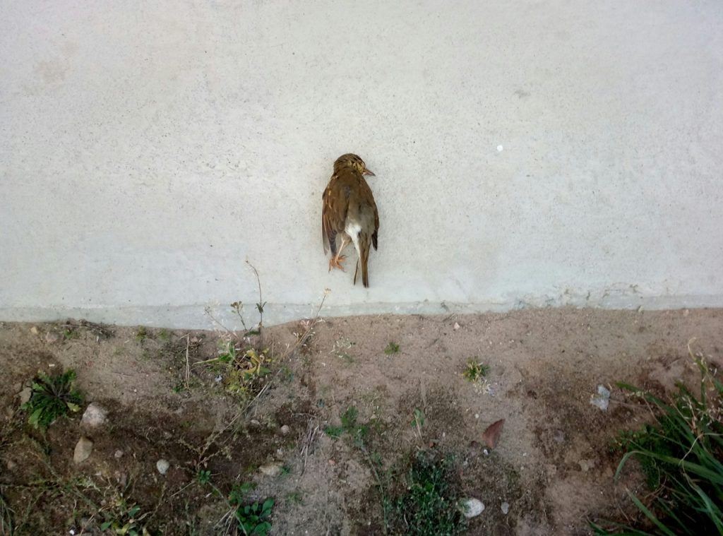 "Птица была мертвой". С детьми, кидавшими птицу о стену, провели профилактическую беседу