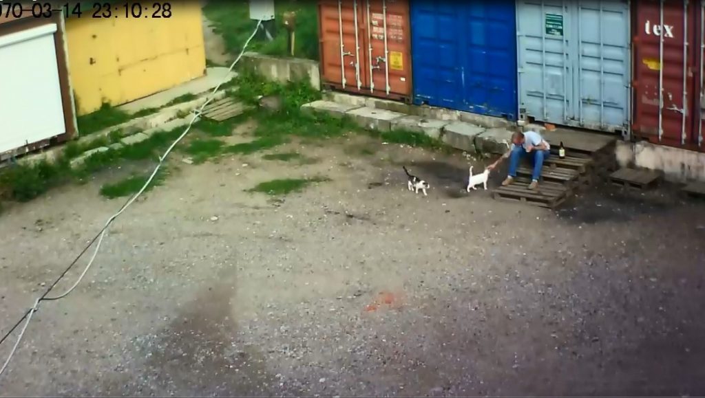 Сел на два месяца: в Гродно осудили мужчину, который задушил кота