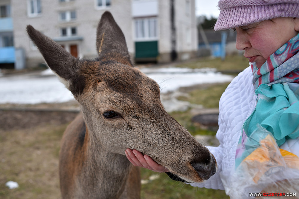 Умиление: олениха пришла к людям угощаться с рук