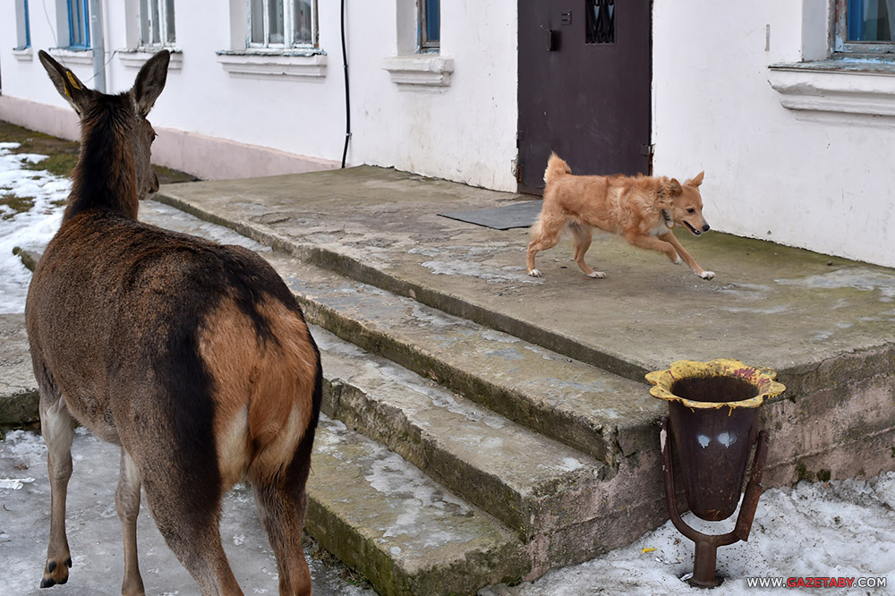 Умиление: олениха пришла к людям угощаться с рук