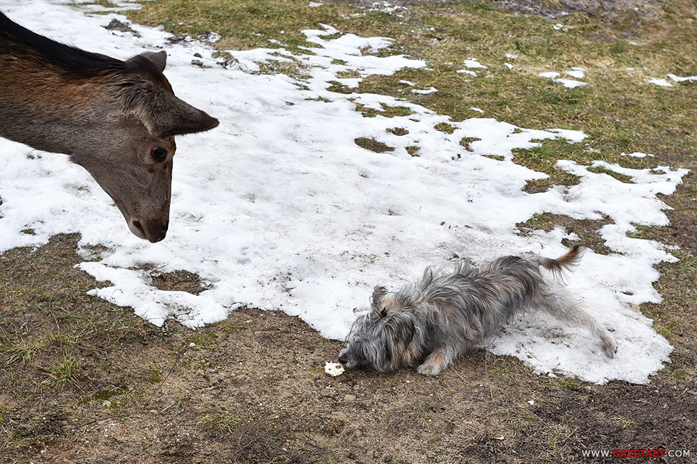 Умиление: олениха пришла к людям угощаться с рук