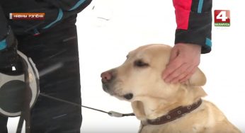 В январе в Гродно зафиксированы укусы клещей