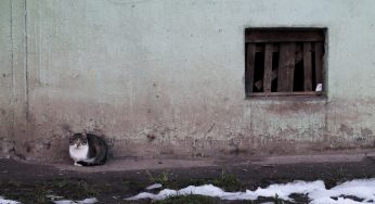 Кото-строфа и собачья жизнь. Что в Гродно с бродячими животными и как это исправить