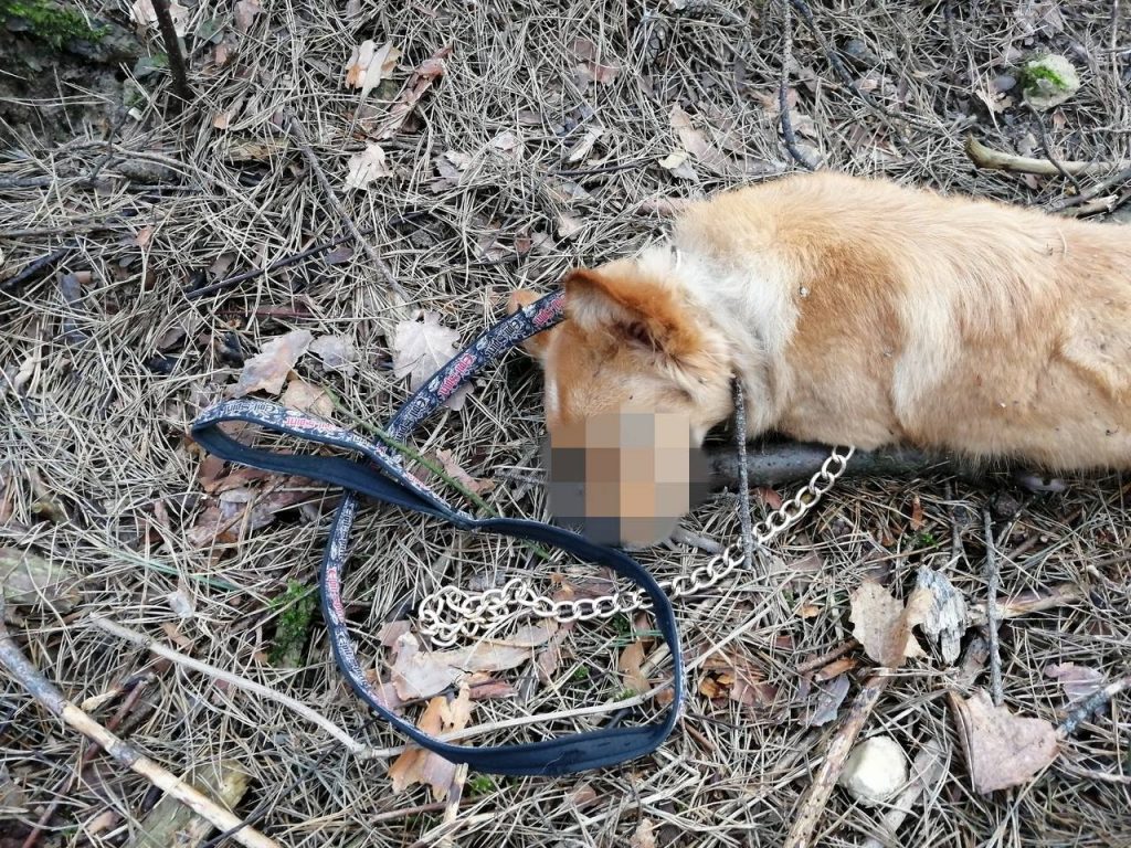 "Так домашних животных не хоронят". На Вишневце задушили собаку? "Так домашних животных не хоронят". На Вишневце задушили собаку?