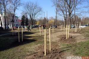 В центре Гродно заложили новый сквер из 30 кленов В центре Гродно заложили новый сквер из 30 кленов