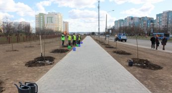 На Курчатова появилась аллея, которую высадили белорусы и поляки