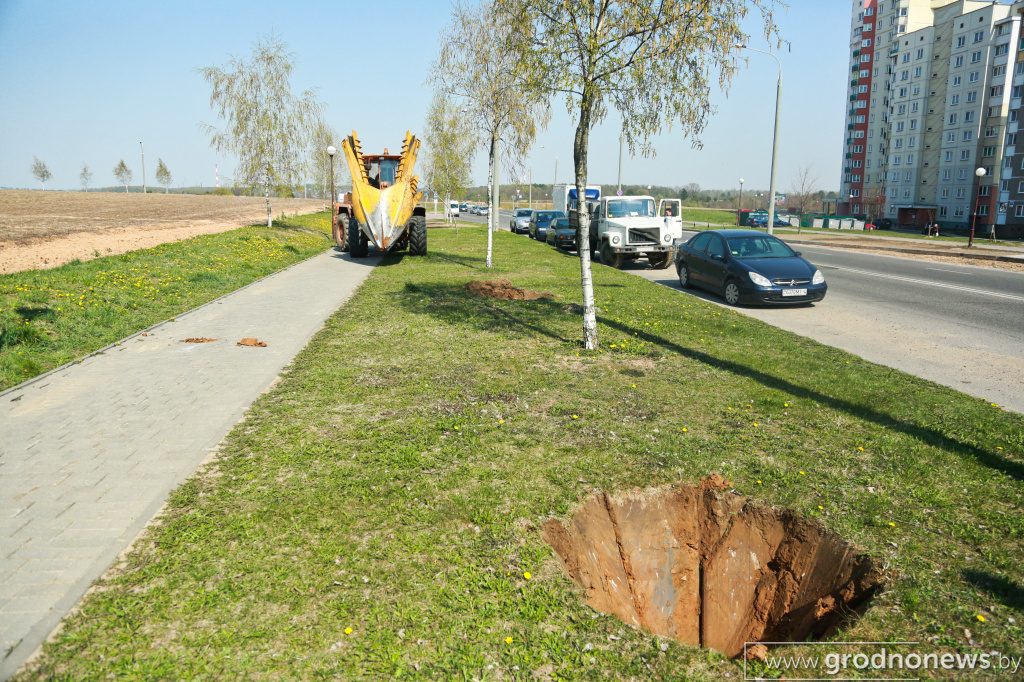 Как в Гродно используют «Большой Джон» - машину для пересадки больших деревьев
