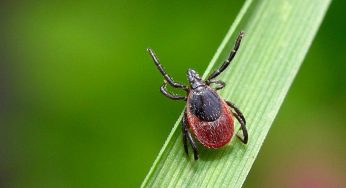 Приближается пик активности клещей. Кто и когда будет обрабатывать зоны отдыха в Гродно?