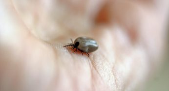 28 человек в Гродненской области заразились клещевым энцефалитом в этом году