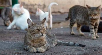 Мэр сказал, что защитит бездомных котов. Но не в Гродно