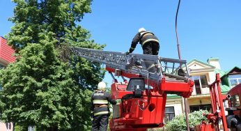 Смотрите, как в центре Гродно спасали Малыша (но он потом пропал)