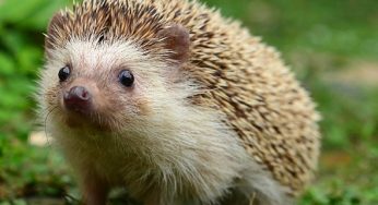 Британские заключенные строят дороги для спасения ежей