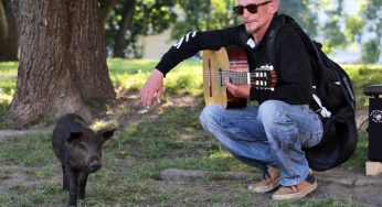 «Очень трудно было расставаться». Поросенок Фунтик и уличный музыкант закончили выступать в Гродно