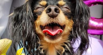 «Он у меня будущий бизнесмен». Зачем гродненцы создают Instagram своим животным