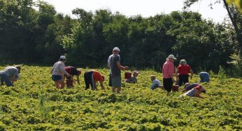 Польша отменила карантин для сезонных рабочих из Беларуси и Украины и иностранных студентов