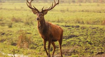 Задержан браконьер, который незаконно добыл благородного оленя