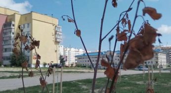 В Беларуси запретили высаживать для озеленения маленькие деревца