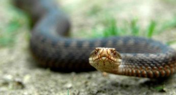 В Гродненском районе начали чаще замечать змей. В том числе ядовитых