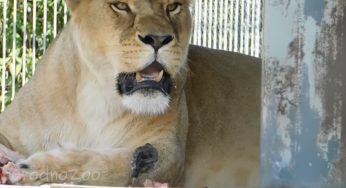 Видео. Как скворец отбирает еду у льва в гродненском зоопарке