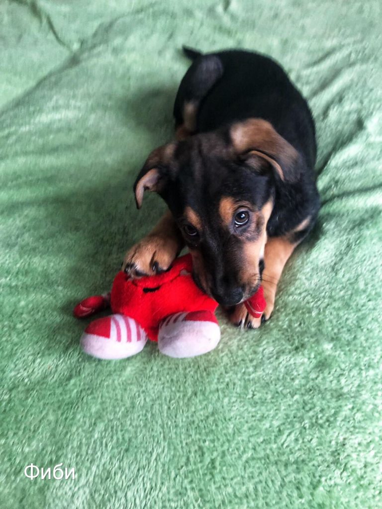 Животные ищут дом: щенки, собаки и кошки, которые ждут именно тебя Животные ищут дом: щенки, собаки и кошки, которые ждут именно тебя