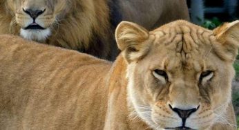 Как лев Джонни продолжает добиваться внимания от львицы в Гродненском зоопарке