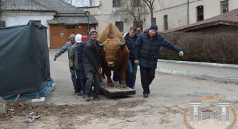 Легендарный зубр из Старого замка переехал на новое место