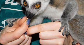 Смотрите, какие новые жильцы появились в гродненском зоопарке