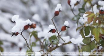 Метеорологи рассказали, будет ли снег на Новый год