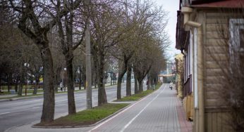 Каштановый город. Почему в Гродно гибнут деревья, и на что пойдут 400 тысяч долларов