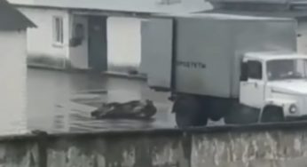 Лидская милиция: кого накажут за жестокое обращение с животными в убойном цехе