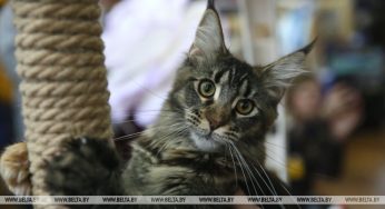 ФОТОФАКТ: В Гродно прошла выставка «Мистер Кот»
