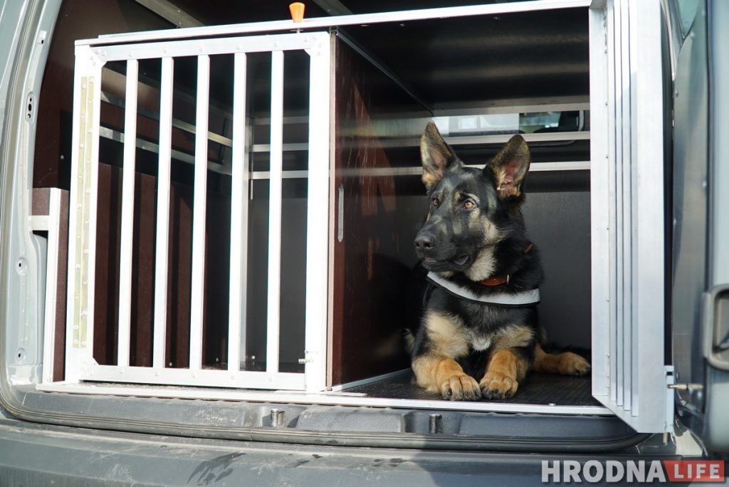 С отдельными кабинетами и служебным автомобилем. Как живут и работают собаки Гродненской таможни Собаки на границе.