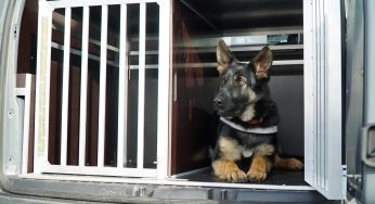 Собака белоруски поправилась на 3 кг. Это вызвало вопросы на границе — составили протокол