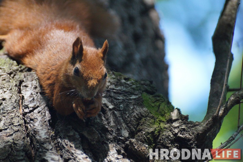 Зачем белкам забор, а колясочникам - пандусы. Коммунальники то слышат Юлию Коледу, то не слышат, а она все равно пишет Зачем белкам забор, а колясочникам - пандусы. Коммунальники то слышат Юлию Коледу, то не слышат, а она все равно пишет