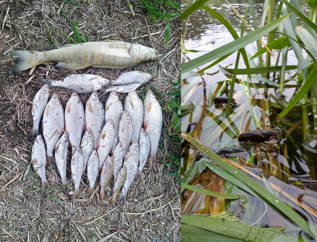 Гродненец попросил Администрацию президента проверить мор рыбы в Немане Гродненец попросил Администрацию президента проверить мор рыбы в Немане