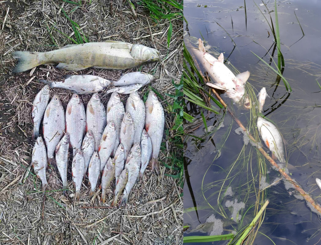 Минприроды: рыба в Немане погибла из-за болотной воды