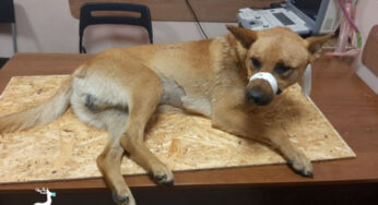 В Гродно выкинули собаку из окна. Что говорит милиция