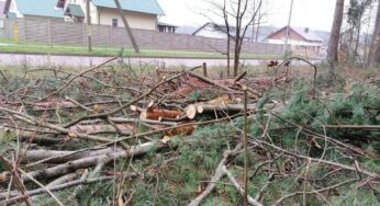 Жители Лососно недовольны вырубкой деревьев. Лесники: «Все законно»