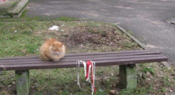 Кот в Мостах «проштрафился» на 200 базовых. За что могут наказать по новому административному кодексу