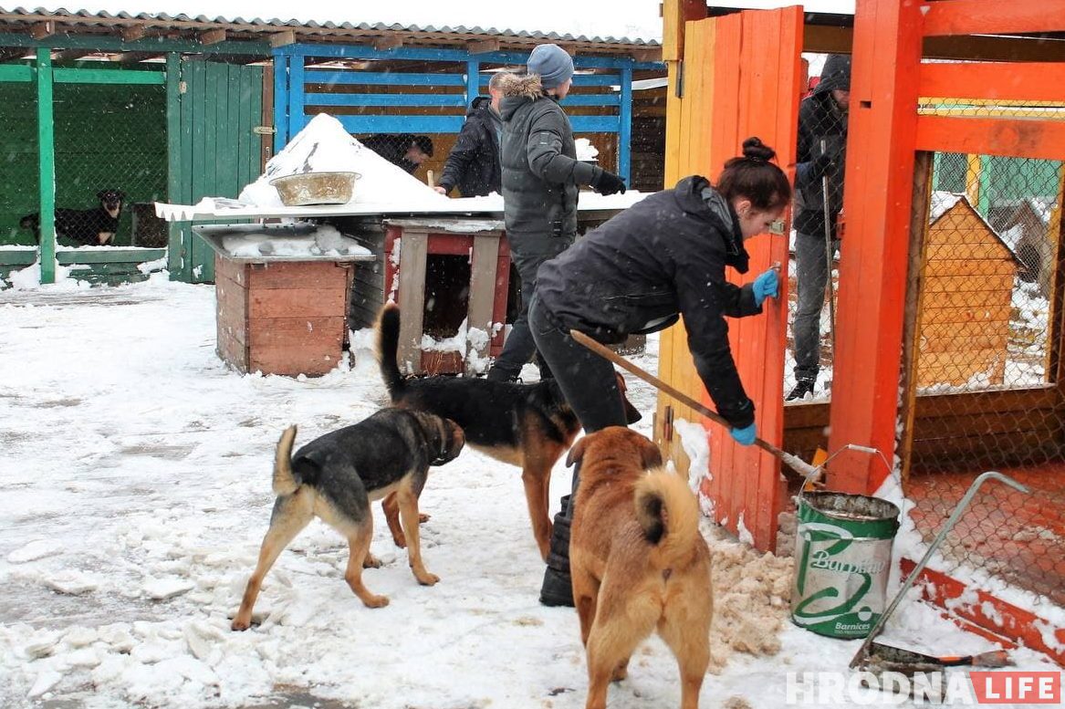 Прежде чем снова запускать подопечных в вольеры, помощница Маргарита до конца убирала снег, чтобы двери хорошо закрывались.