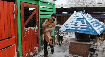 Гродненские зоозащитники ищут домик для собак — старый снесут под новый микрорайон