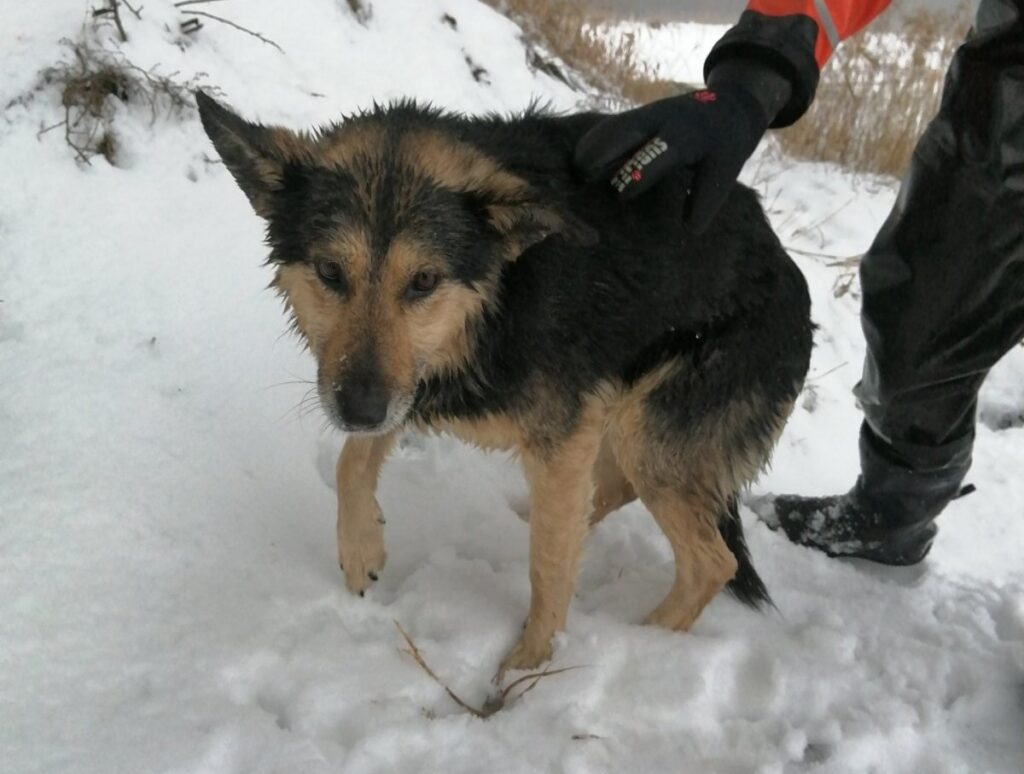 На “Юбилейном” собака гналась за зайцем и провалилась под лед: ее спасли водолазы На “Юбилейном” собака гналась за зайцем и провалилась под лед: ее спасли водолазы